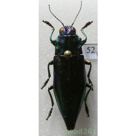 Cyphogastra calepyga Thomson, 1857 Indonesia, Kei 27mm52